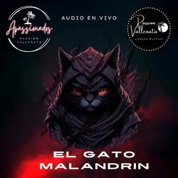 EL GATO MALANDRIN (PASSION VALLENATA )