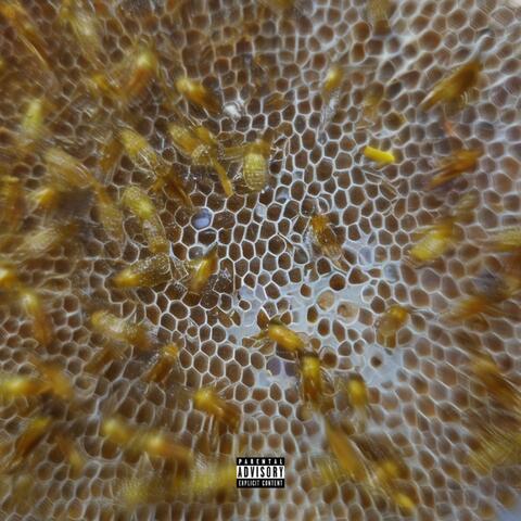 Honey Bees