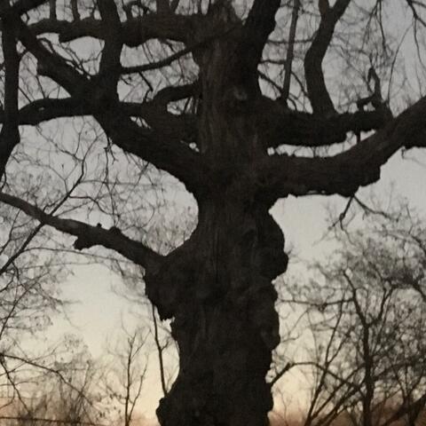 core of which tree