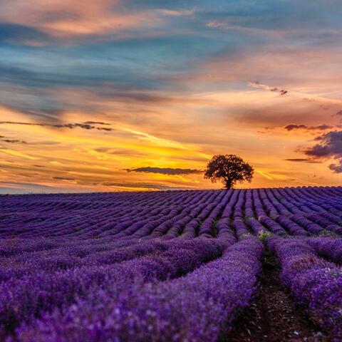 Provence
