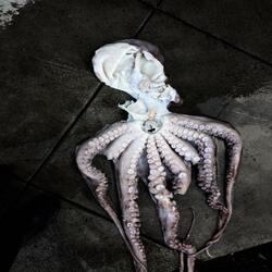 Thank You, For the Octopus