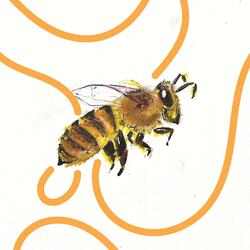 Honey Bee