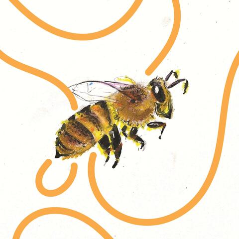 Honey Bee