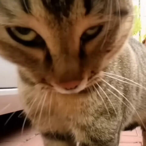 goofy ahh cats