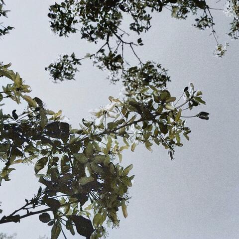 As the Flower Grows it Dies Too