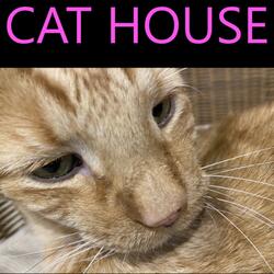 Cat House