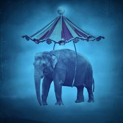 Fanatic of the Stars