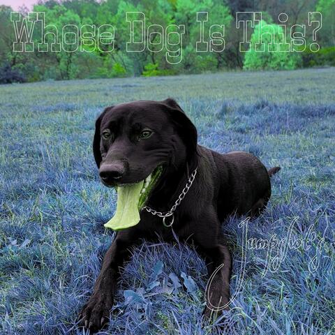 Whose Dog Is This?