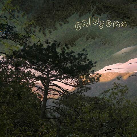Calosoma