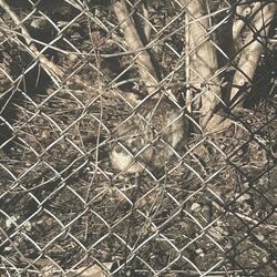 Mourning Dove