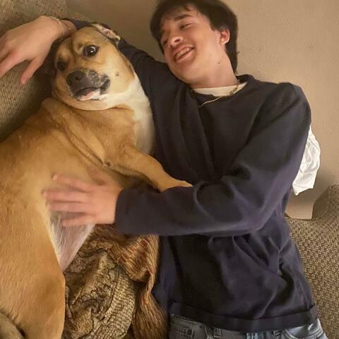 Dogs