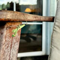 Dear Friend (feat. Mister Blair)