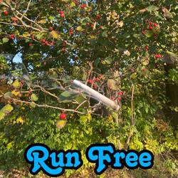 Run Free