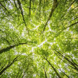 Ethereal Forest Hymns