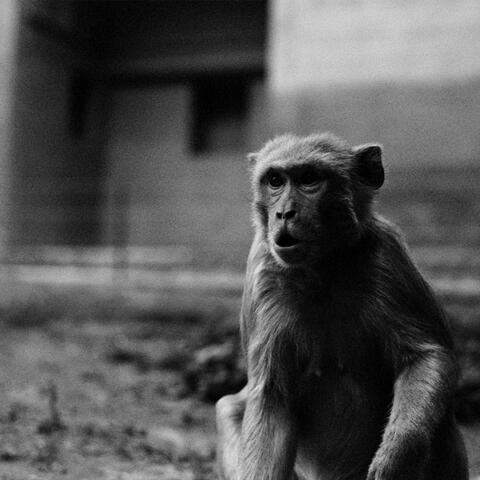 pandora's dick in a bento box