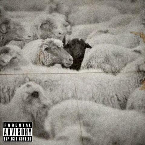 BLACK SHEEP