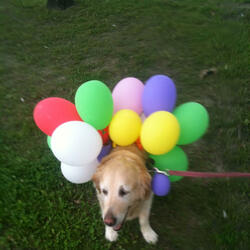 Try to Teach Your Dog Math and Physics