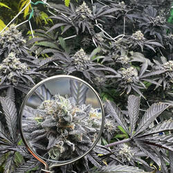 Pot Rich