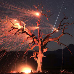 the fig tree