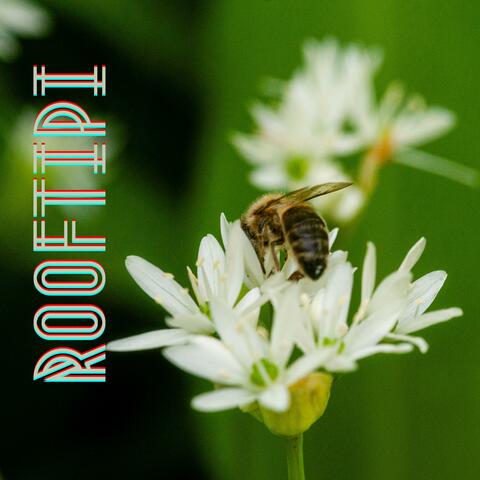 Rooftipi