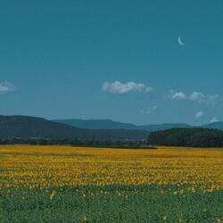 dear sunflower