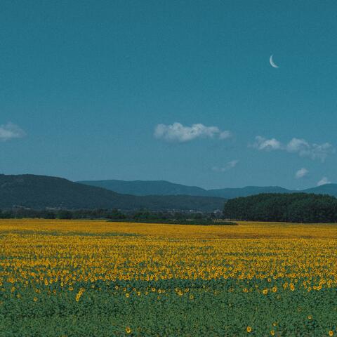 dear sunflower
