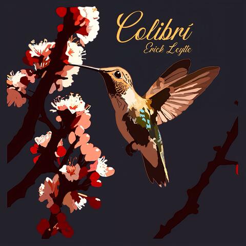 Colibrí