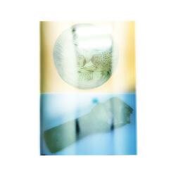 recording during a visit to the shimmer of innocence