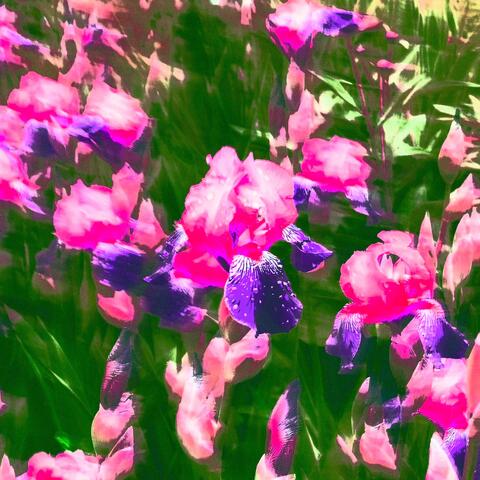 lazy swan lofi mixtape