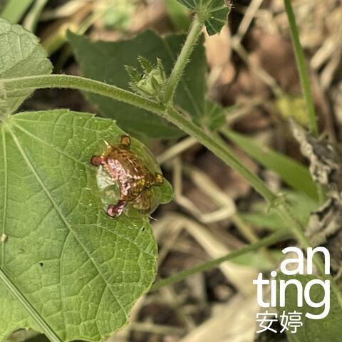 A Girl on the Island