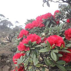 Kei Tawh Ong Pai O (Everything)