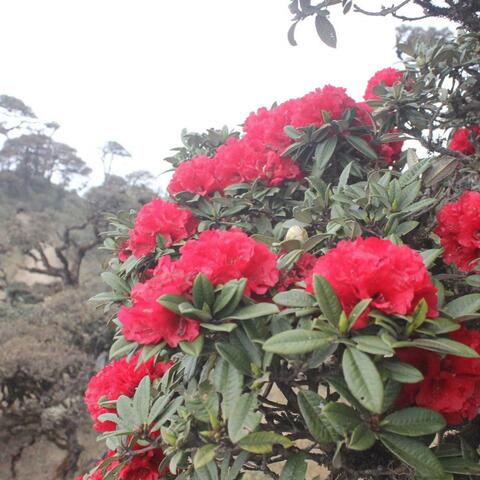 Kei Tawh Ong Pai O (Everything)