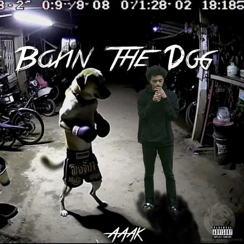 Boxin The Dog