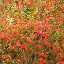 May Flowers (feat. Isaiah Diaz)