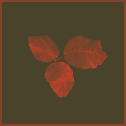 Poison Ivy
