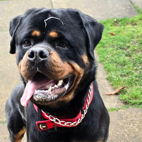 Rottweiler Funny