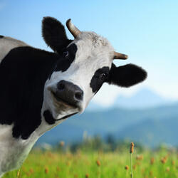 ur livestock malnurished