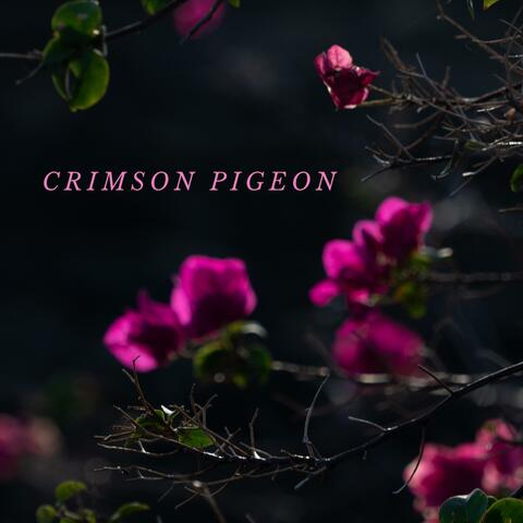 Crimson Pigeon