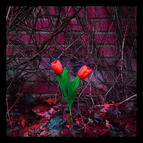 The Art Of Stealing Tulips From The Devil's Garden