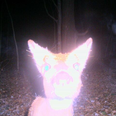 Trailcams