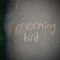 Morning Bird