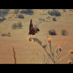 Golden Hour (Piano and Symphony )