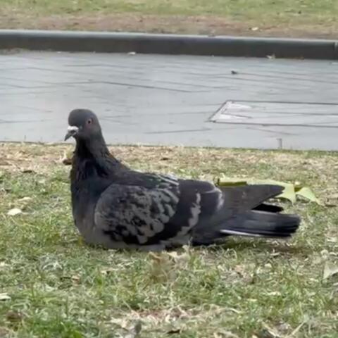 Funky Fantastical Forest