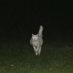 maqueta 60 (jardín de pazz)