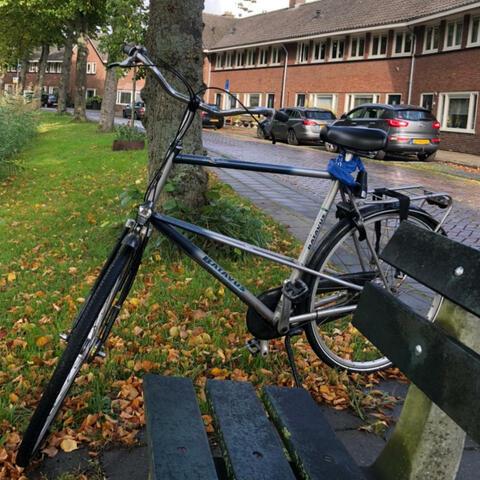Batavus