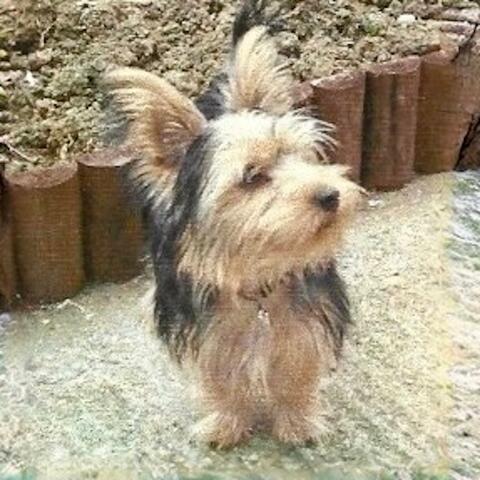 Buster