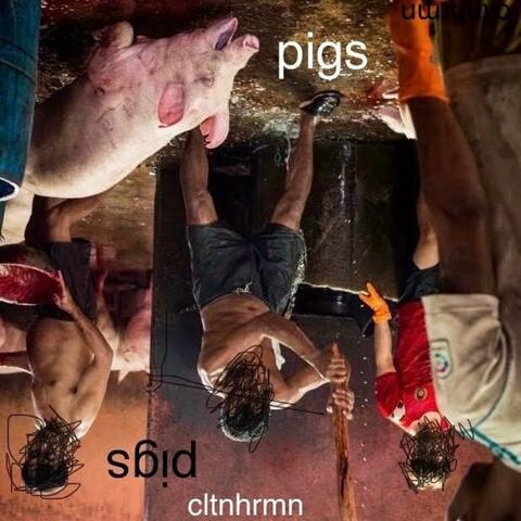 pigs