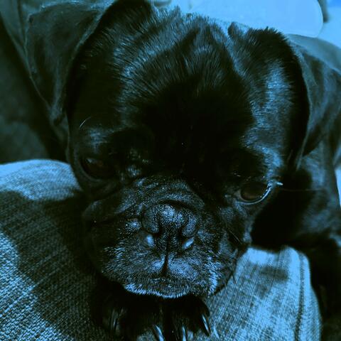 The Black Pug
