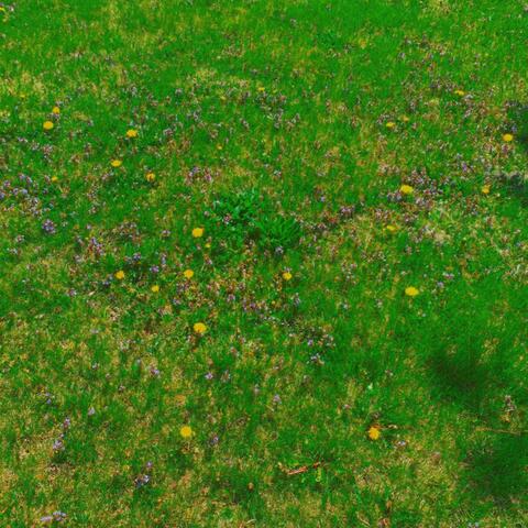 Garden Music