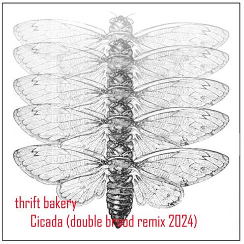 Cicada (double brood remix 2024)
